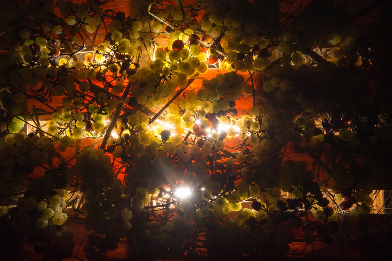 Vignoble Technique Vin de paille VDP-0033